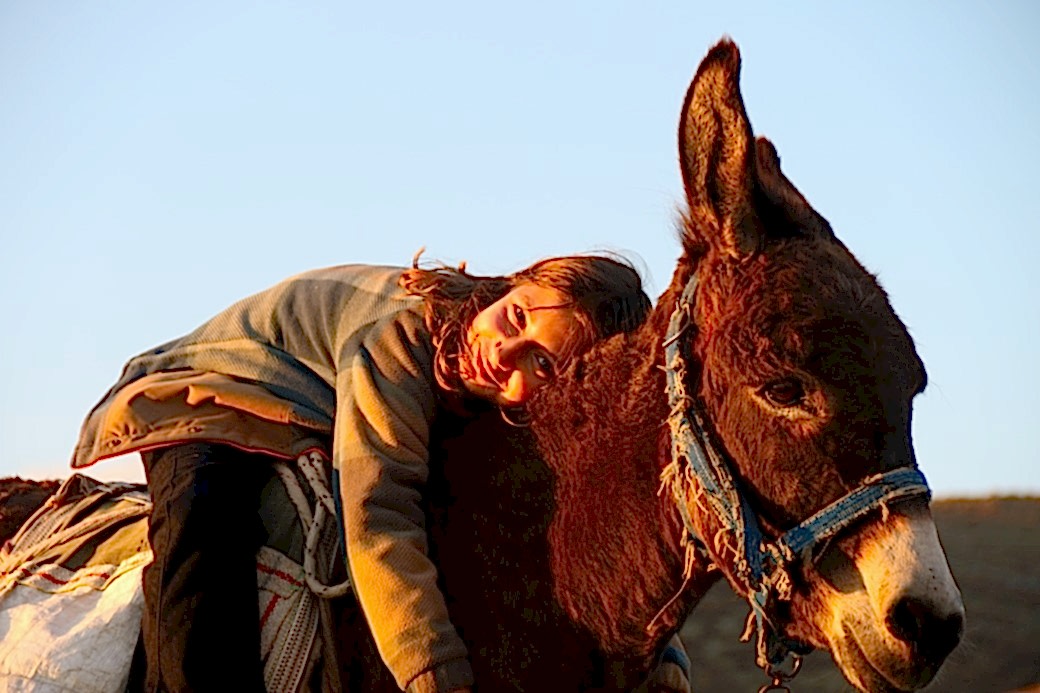 Küçük kız baba mesleği çobanlığı devam ettiriyor: Eşeğinin üzerinde koyunlarını güdüyor