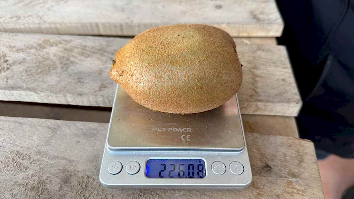 İznik’te yetiştirilen dev kiviler ağırlıklarıyla rekor kırdı, Avrupa pazarının dikkatini çekti