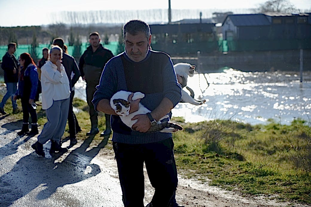 Meriç Nehri taştı; hayvanlar tahliye edildi, çiftçi malını kurtardı