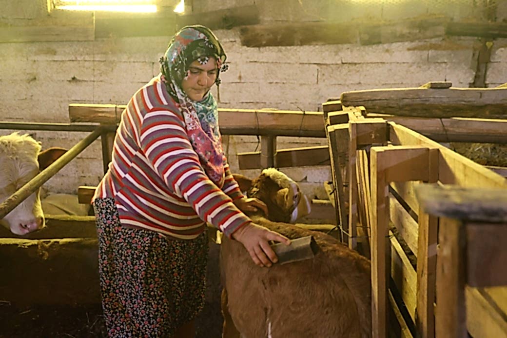 Annesi ölen buzağıyı elleriyle besliyorlar