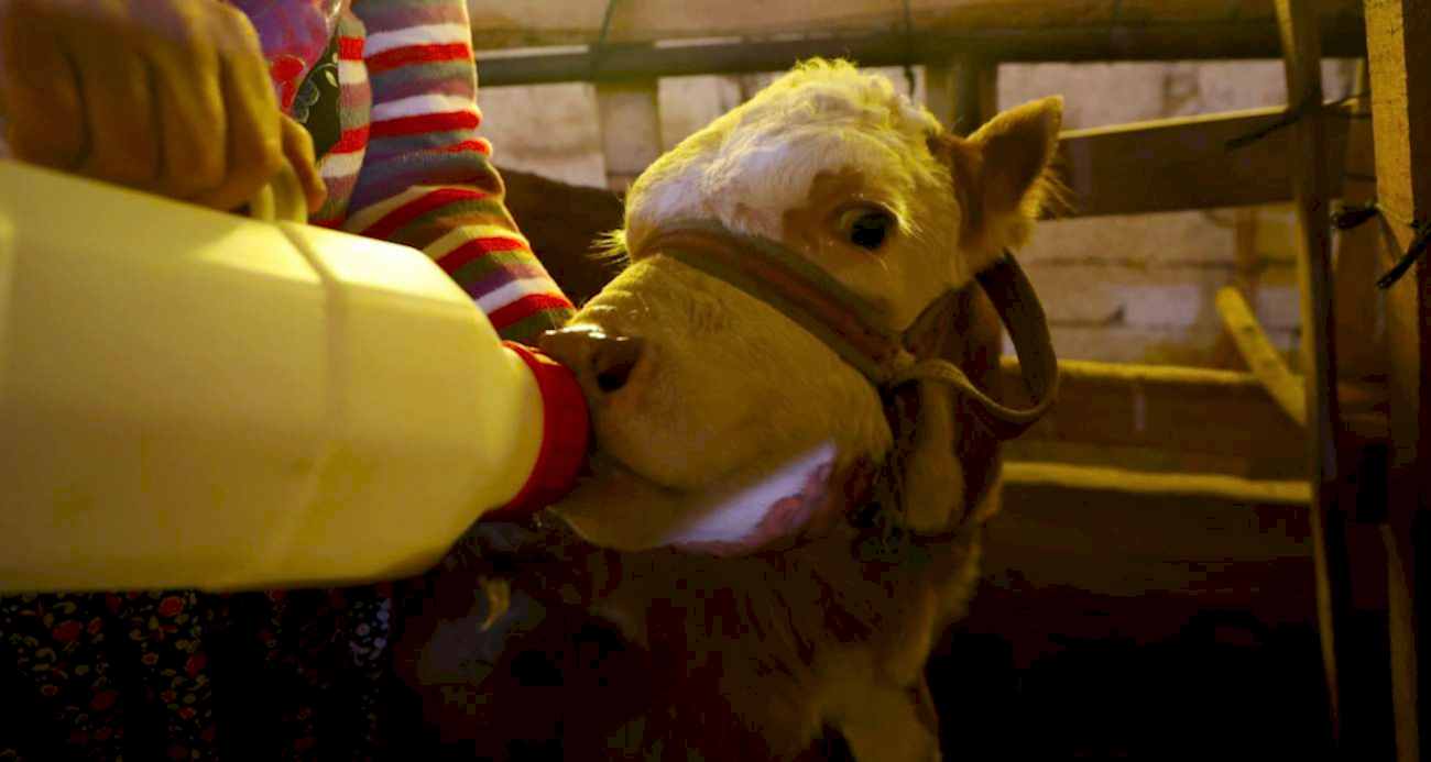 Annesi ölen buzağıyı elleriyle besliyorlar