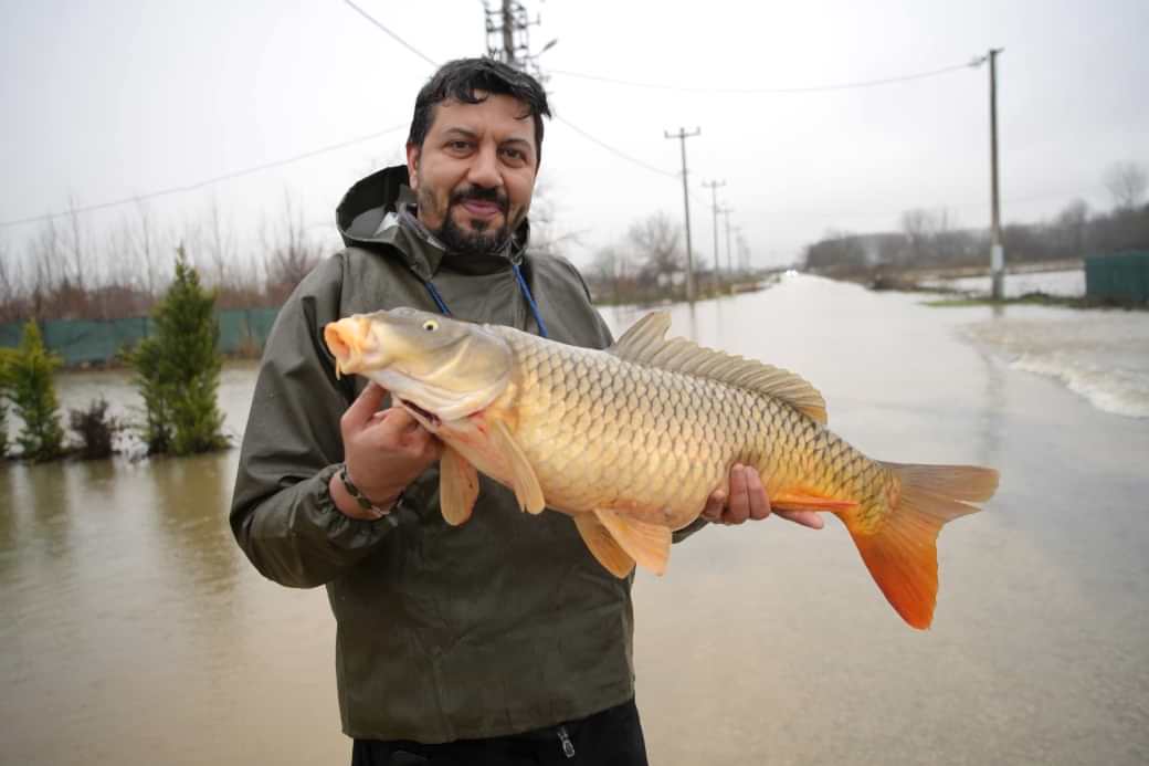 Meriç Nehri’nin taşmasıyla bazı vatandaşlar tarlasında canlı sazan balığı yakaladı