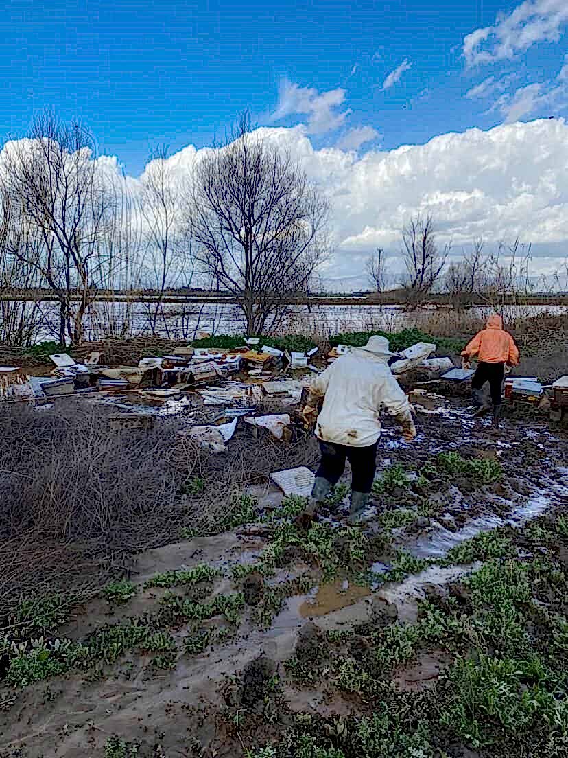 Salihli’de 103 kovan arı sele kapıldı